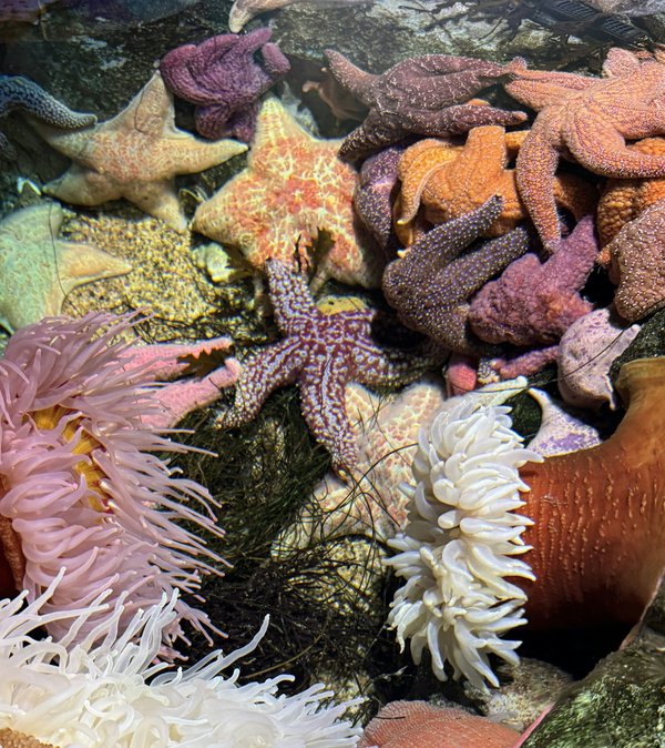 How to Foster Local Biodiversity with a Native Plant Garden in the UK?